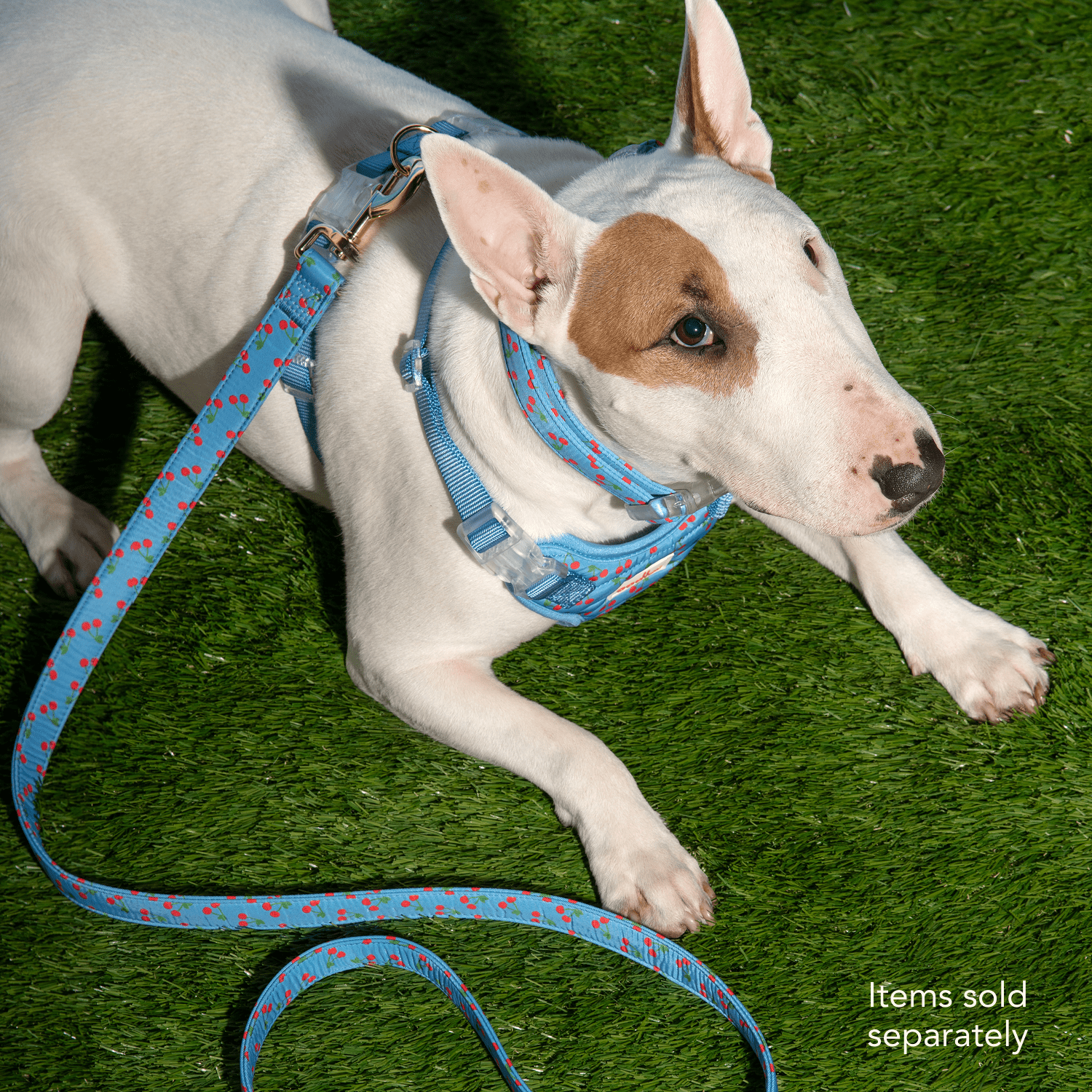 Oodles Blue Tart Cherries Adjustable Fashion Dog Collar, Medium