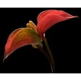 thumbnail image 2 of Seidman, Barry 17x15 Black Ornate Wood Framed with Double Matting Museum Art Print Titled - Anthurium 2, 2 of 4
