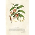 thumbnail image 2 of CAG 11x14 White Modern Wood Framed Museum Art Print Titled - Himalayan Plants - Vanda cathcarti, 2 of 4