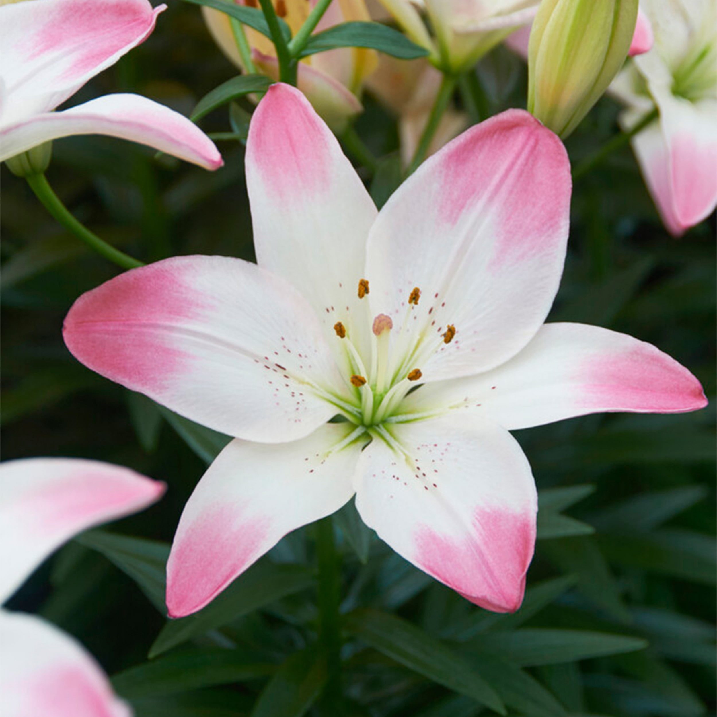 Van Zyverden Lilies Asiatic Lollypop 7 Bulbs Multicolor Partial