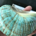 thumbnail image 6 of Cheers.US Large Natural Conch Shells Green Turbo Natural Rare Real Sea Shell Conch Green Seashells Great for Beach Theme Party, Home Decorations,DIY Crafts, Fish Tank, Air Plant, 6 of 7