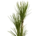 thumbnail image 2 of Nearly Natural 63" Yucca Artificial Tree in Black Planter, Green, 2 of 4