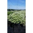 thumbnail image 2 of Ivory Halo® Dogwood | #3 Gallon Size Container, 2 of 7