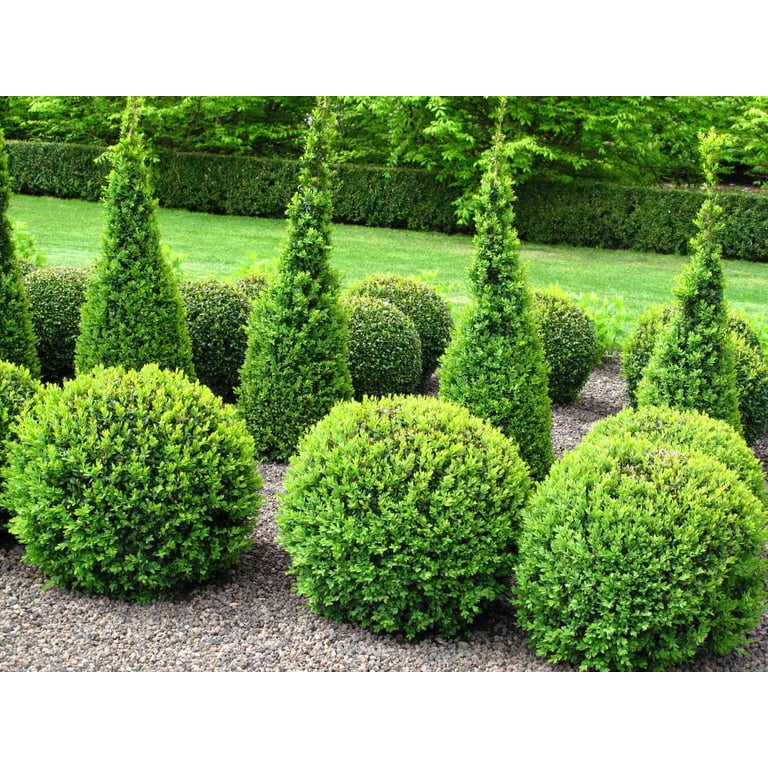 Expert Gardener 2.5QT Boxwood Green Gem Evergreen Shrub Full Sun