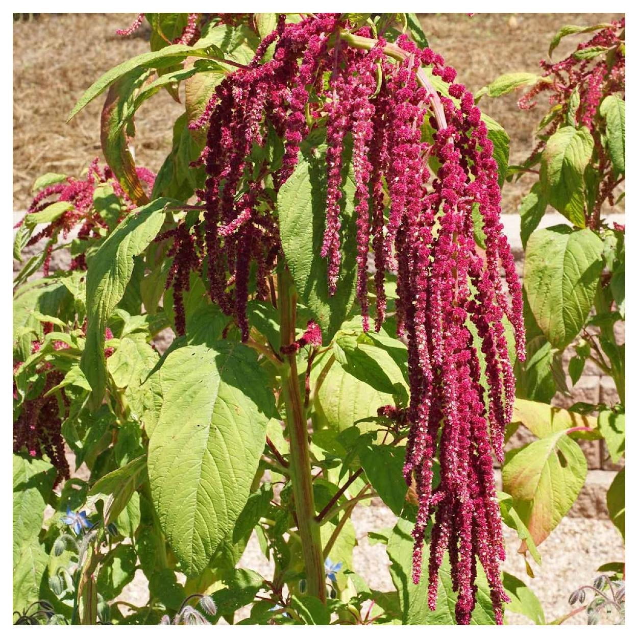 Everwilde Farms - 1 lb Love Lies Bleeding Garden Flower Seeds - Gold Vault Bulk Seed Packet
