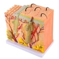 thumbnail image 2 of Laboratory Skin Model50X Three Dimensional Human Human Skin Model Skin Anatomy Model High-End Performance, 2 of 5
