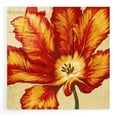 thumbnail image 1 of Epic Art 'Parrot Tulip II' by Tim O'Toole, Acrylic Glass Wall Art, 24"x24", 1 of 5