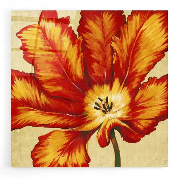 Epic Art 'Parrot Tulip II' by Tim O'Toole, Acrylic Glass Wall Art, 24"x24"