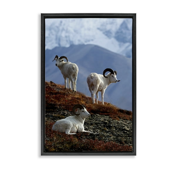 Stupell Industries Dall Sheep on Cliff Landscape & Nature Photography Black Floater Framed Canvas Art Print Wall Art, 17 x 25