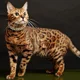 thumbnail image 5 of Collar Cadena De Diamantes Brillantes Para Perrito Gato, 5 of 7