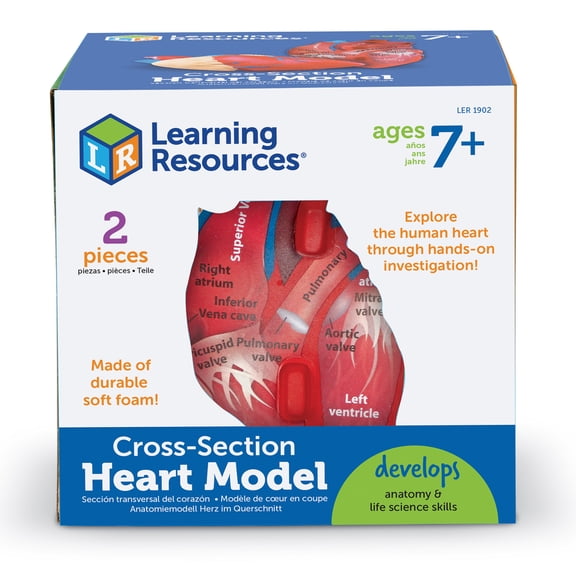 Learning Resources Soft Foam Cross-Section Human Heart Model - 2 Pieces, Ages Boys and Girls 7  Science Exploration Tools, STEM Classroom Activities