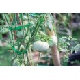 thumbnail image 3 of 50 Seeds WHITE Wonder BEEFSTEAK TOMATO Lycopersicon 1 - 2 lb Fruit Vegetable Seeds, 3 of 5