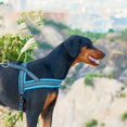 thumbnail image 4 of Stylish and Comfortable Dog Harness and Leash Set - Perfect for Everyday Walks!, 4 of 5
