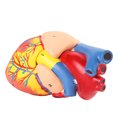 thumbnail image 1 of Fyydes Modèle Cœur 2 Pcs, Modèle Cœur, 1:1 pour Éducation Scolaire, 1 of 8
