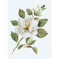 thumbnail image 2 of Nan 25x32 White Modern Wood Framed Museum Art Print Titled - Magnolia Morning I, 2 of 4