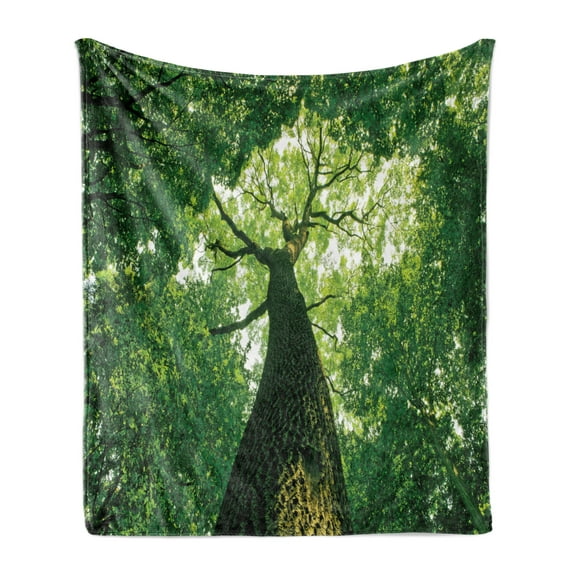 Forest Soft Flannel Fleece Throw Blanket, Tall Old Tree View Sun Rays Top Branches Leaves Nature Picture, Cozy Plush for Indoor and Outdoor Use, 50" x 60", Green Pale Green Brown, by Ambesonne