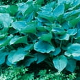 thumbnail image 3 of Bressingham Blue Hosta Potted Perennial Plant, in a 2.50 Qt. Pot, 3 of 4