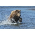 thumbnail image 2 of Jones, Adam 18x13 White Modern Wood Framed Museum Art Print Titled - Adult grizzly bear chasing fish-Lake Clark National Park and Preserve-Alaska-Silver Salmon Creek, 2 of 4