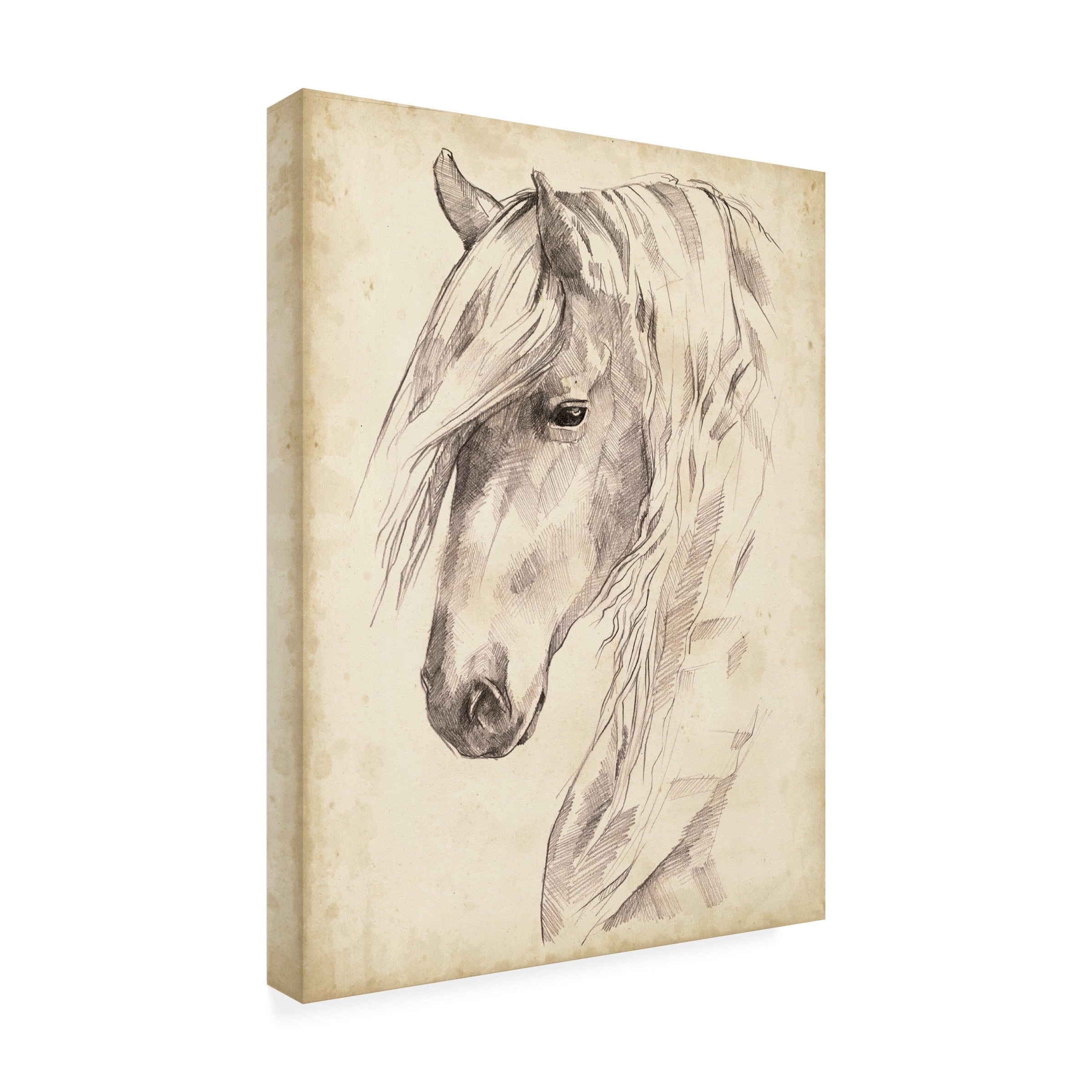 Jennifer Paxton Parker 'Horse Portrait Sketch II' Canvas Art