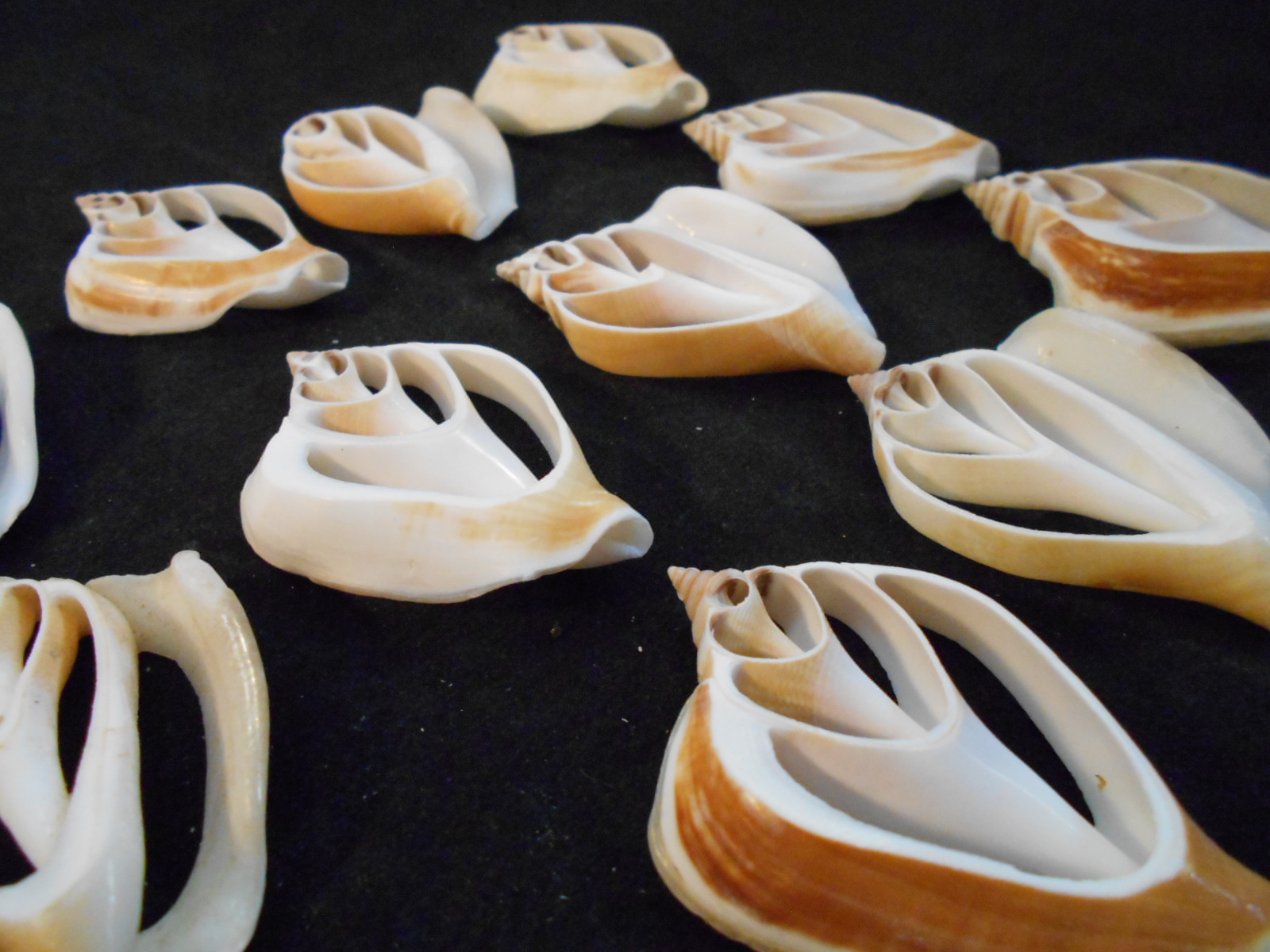 Set of 50 Center Cut Canarium Shells (2") Beach Crafts Coastal Cottage Decor Nautical Art Ornament Making Aquarium Deco