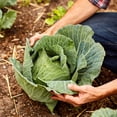 thumbnail image 5 of The Old Farmer's Almanac Heirloom Golden Acre Cabbage Seeds - Premium Non-GMO, Open Pollinated, USA Origin, Vegetable Seeds - 4 Grams, 5 of 6