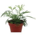 thumbnail image 3 of Erotic Arabian Eyelash Fern - Actiniopteris semiflabellatta - 4" Pot - Rare Fern, 3 of 3