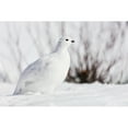 thumbnail image 2 of Willow Ptarmigan foraging among willows in early spring in Arctic Valley in Southcentral Alaska., 2 of 2