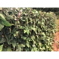 thumbnail image 4 of TomorrowSeeds - Purple Mart Yard Long Bean Seeds - 30+ Count - For 2026 Planting Pole Vegetable, 4 of 10