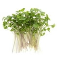 thumbnail image 2 of Kale Trio Sprouting & Microgreen Mix | Contains Blue Curled Scotch, Premier & Red Russian Kale Seeds | Heirloom Non-GMO Seeds | Bulk 1 LB Resealable Bag | Rainbow Heirloom Seed Co., 2 of 3