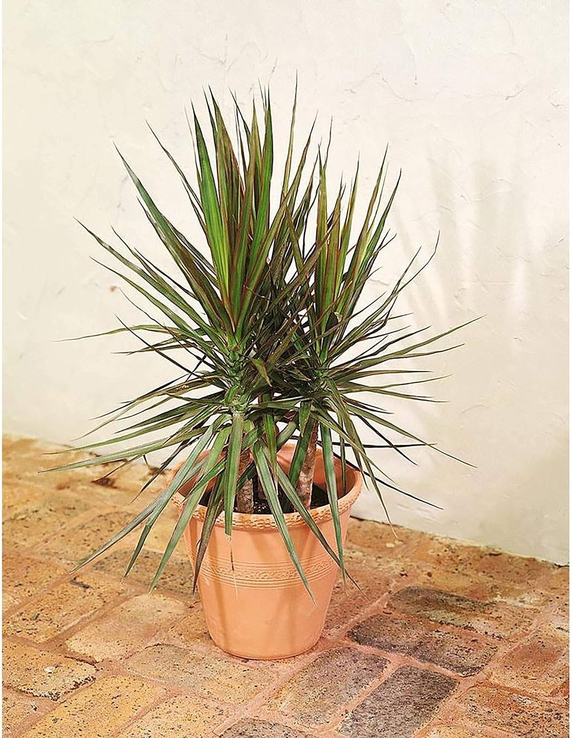 Dracaena Marginata Bush - Live Plant in a 10 Inch Pot - Dracaena Marginata  - Easy Care Indoor Air Cleaning Plant - Walmart.com