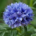 thumbnail image 2 of Globe Gilia, Blue Thimble Flower Seeds (Gilia Capitata), 6,000 Seeds by Seeds2Go, 2 of 2