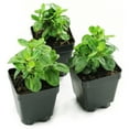thumbnail image 2 of 3.25 in. Phlox Ka-Pow Coral (3-Pack), 2 of 9