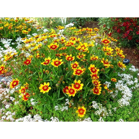 Li'l Bang™ Daybreak Coreopsis - Tickseed - Perennial - Live Plant - Quart Pot