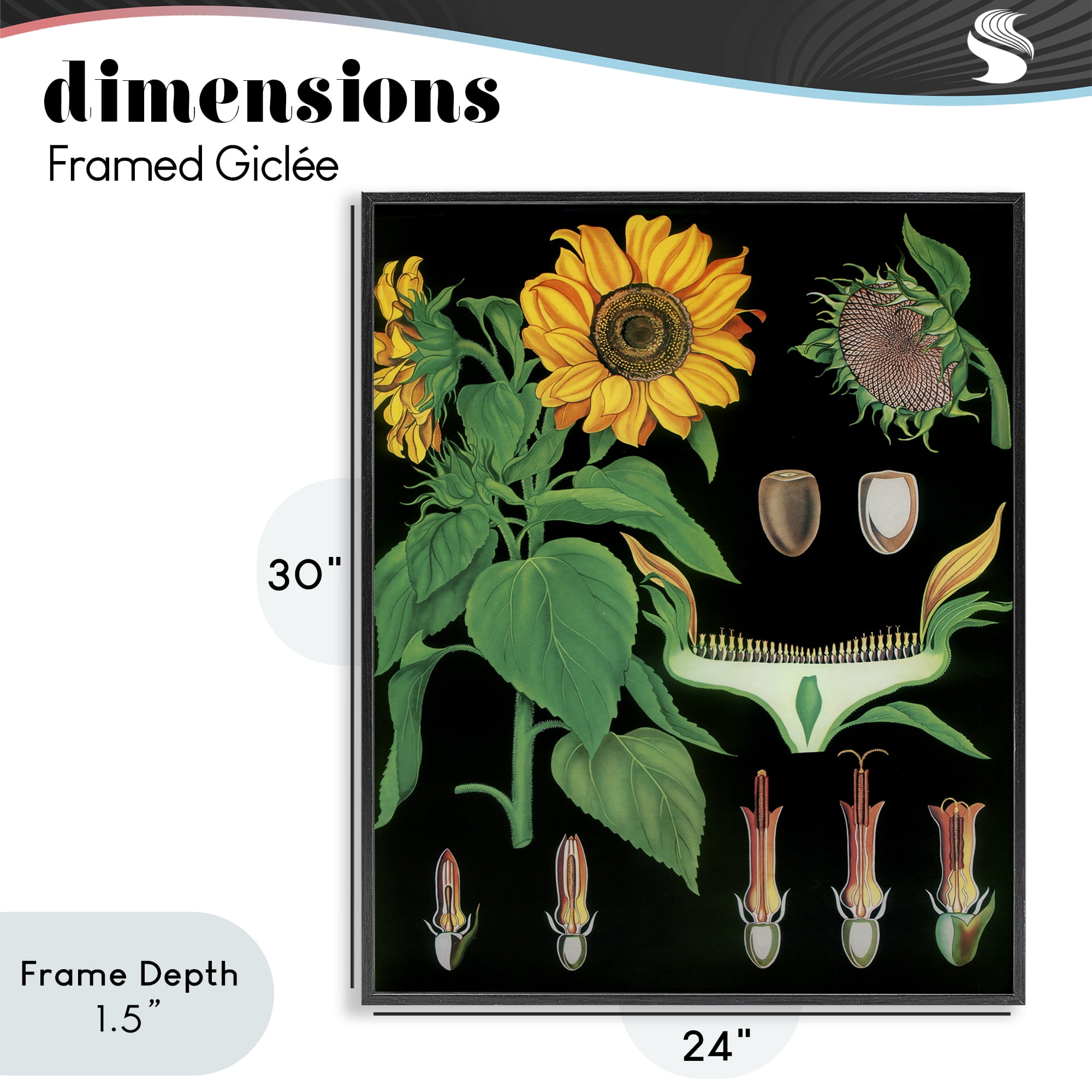 Stupell Industries Sunflower Bulb Illustrations Black Framed Giclee Art, design by Vintage Hustle