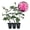 3 Plants, variant on Beverly Rose Bush - Live Starter Plant in a 2 Inch Growers Pot - Beautifully Fragrant Hybrid Tea Rose - A Versatile Beauty with Large Blooms