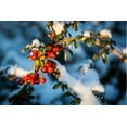 thumbnail image 4 of Cranberry Cotoneaster, 4 of 6