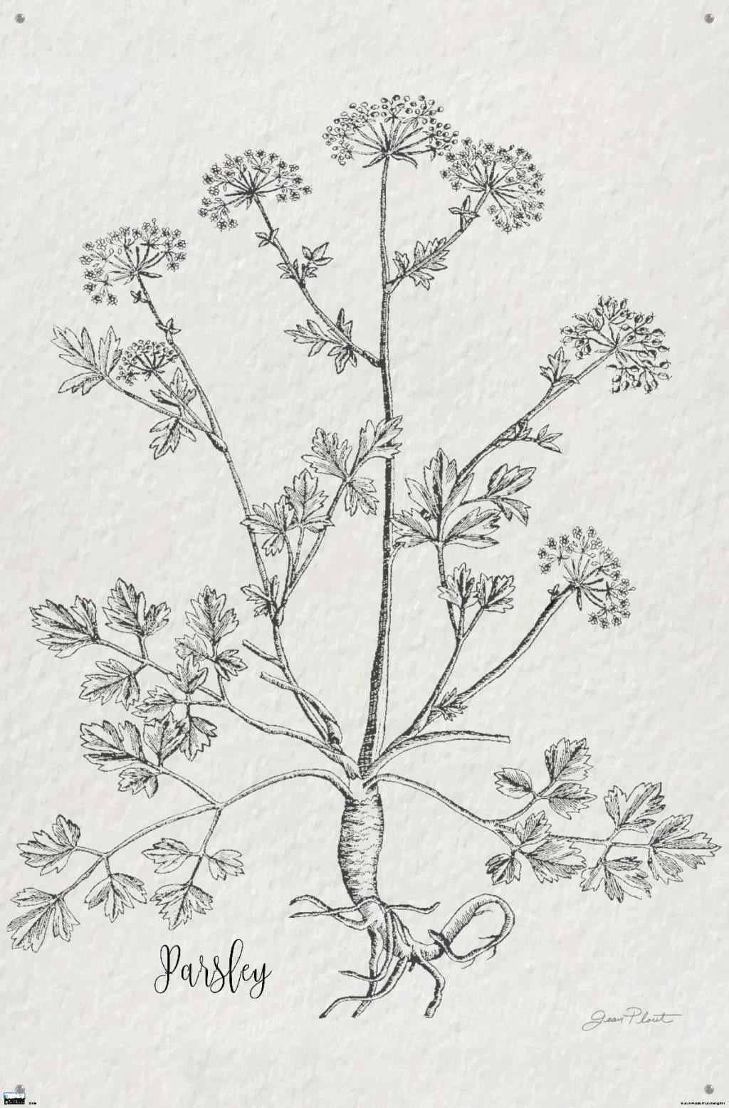 Jean Plout - Botanical Studies on Paper Parsley Wall Poster with Pushpins, 22.375" x 34"