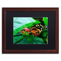 Trademark Fine Art "Cream Spotted Tigerwing" Canvas Art by Kurt Shaffer, Black Matte, Wood Frame