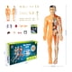 thumbnail image 4 of KAKOWELY Modelo de cuerpo humano, juguete para niños, modelo de ensamblaje de órganos internos para uso didáctico., 4 of 5