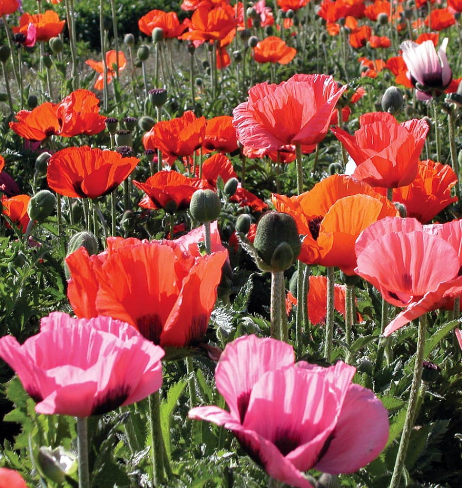 pizzicato poppies pizzicato poppies