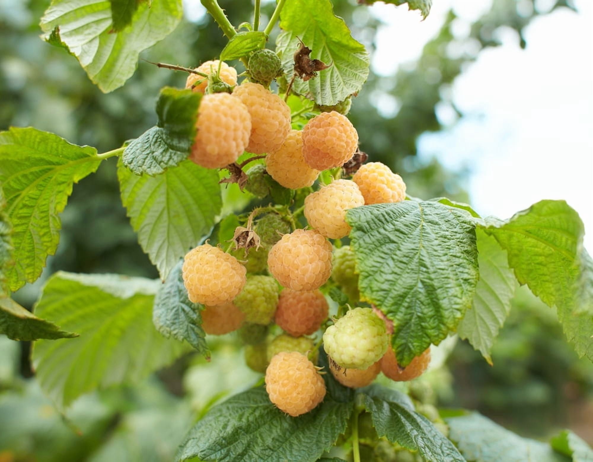 2 Golden Raspberry Plants – Live Fruit Bush (Rubus idaeus) – Sweet Yellow Heirloom Raspberries – High Yield Berry Plant for Outdoor Gardens