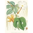 thumbnail image 3 of Walter Fitch Hood 11x14 Black Modern Framed Museum Art Print Titled - Hodgsonia Heteroclita, Hook. Fil. Et Thoms. (Female Plant). (1855), 3 of 5