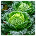 thumbnail image 4 of Everwilde Farms - 500 Savoy Cabbage Seeds - Gold Vault Jumbo Bulk Seed Packet, 4 of 5