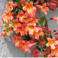 thumbnail image 4 of Set 2 Tangerine Beauty Bignonia Capreolata Live Plants, Vibrant Orange Trumpet-Shaped Blooms Plants 4 to 6 Inc Tall for Home Garden, 4 of 6
