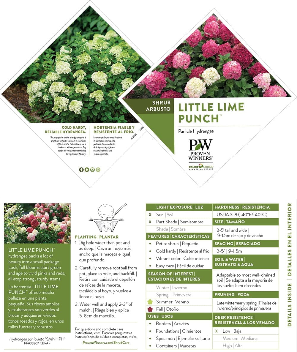 Proven Winners ColorChoice Little Lime Punch Hydrangea Live Shrub (2 Gallon)