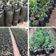 thumbnail image 2 of Bolsas de vivero de Plantas de Plástico Engrosado oso de fresa 8X12 Cm negro 2 piezas, 2 of 5