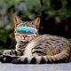 thumbnail image 3 of Divertido y fresco lindo gato cachorro mascota gafas de sol clásicas accesorios accesorios gafas de juego de rol-2 piezas oso de fresa Electrónica, 3 of 5
