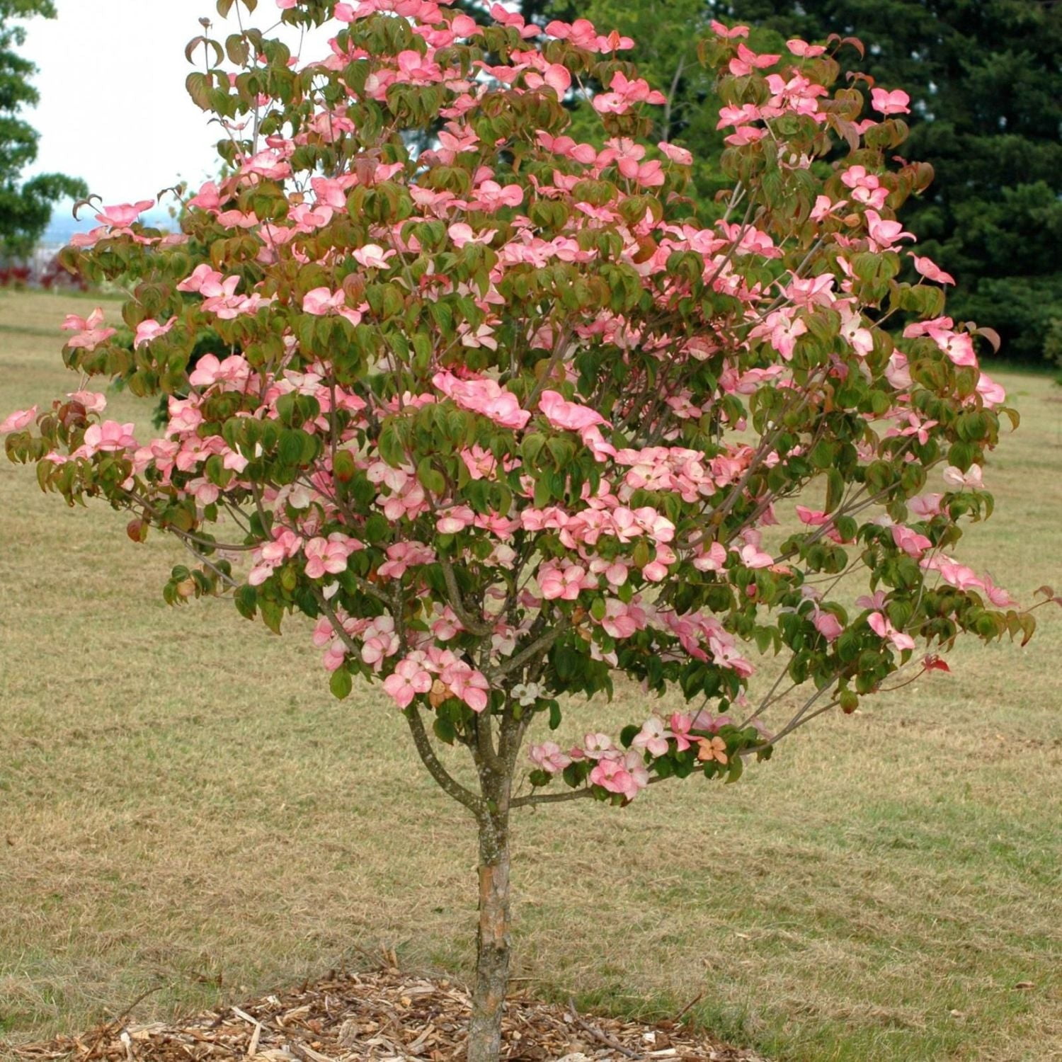 Expert Gardener 3-4' Dogwood Satomi in 1 gal. Grower Pot