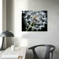 thumbnail image 3 of COMIO - Black and White Dandelion Canvas Print,Close-up Dewdrop on Floral Multi Pieces Wall Art,Modern Home Wall Decor Ready to Hang, 3 of 4