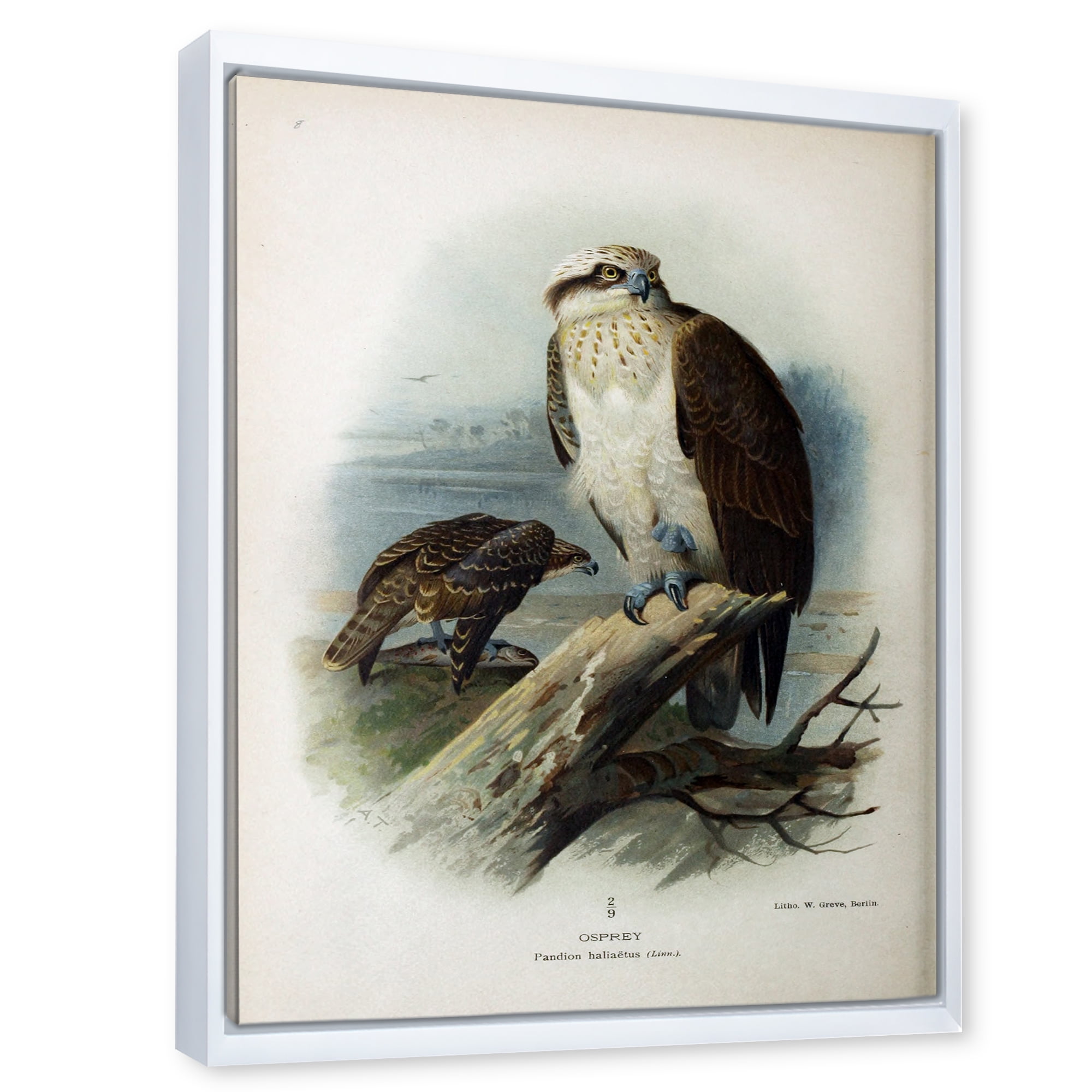 Designart 'Ancient Bird Life VI' Traditional Framed Canvas Wall Art Print